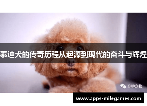 泰迪犬的传奇历程从起源到现代的奋斗与辉煌